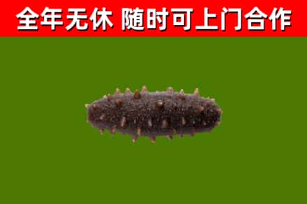 桥西烟酒回收干海参.jpg